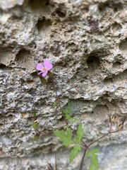 Geranium robertianum