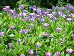 Dimorphotheca jucunda
