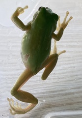 Hyla intermedia perrini