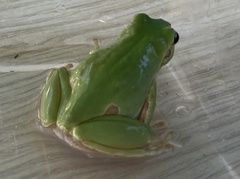 Hyla intermedia perrini