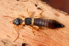 Pygidicranidae