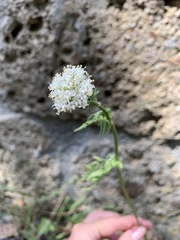 Valeriana officinalis