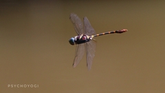 Epophthalmia frontalis