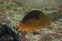 Notocypraea angustata