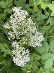 Aegopodium podagraria