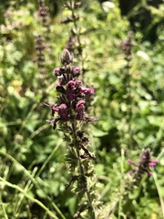 Stachys sylvatica