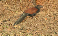 Centropus sinensis parroti