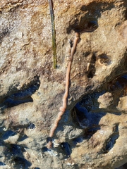 Baseodiscus delineatus