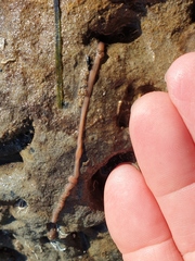 Baseodiscus delineatus