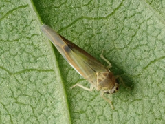 Igutettix oculatus