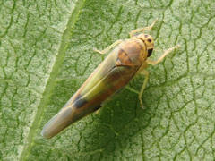 Igutettix oculatus