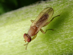 Sciomyza