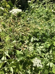 Aegopodium podagraria