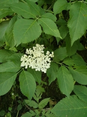 Sambucus nigra
