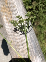 Aegopodium podagraria