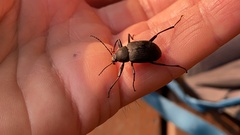 Plesiophthalmus davidis