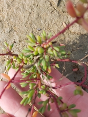 Suaeda arbusculoides