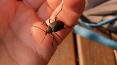 Plesiophthalmus davidis