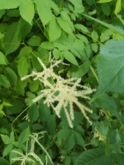 Aruncus dioicus