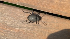 Plesiophthalmus davidis