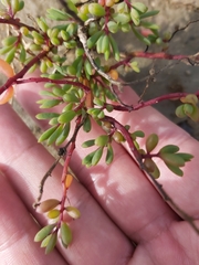 Suaeda arbusculoides