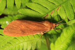 Virbia opella