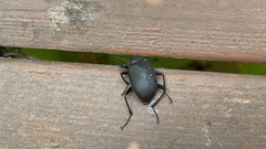 Plesiophthalmus davidis