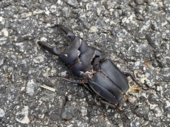 Serrognathus titanus castanicolor