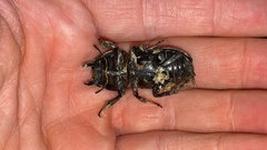 Serrognathus titanus castanicolor