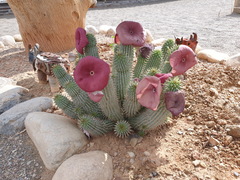 Ceropegia gordonii image