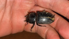 Serrognathus titanus castanicolor