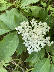 Sambucus nigra
