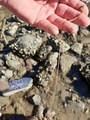 Baseodiscus delineatus