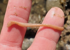 Baseodiscus delineatus
