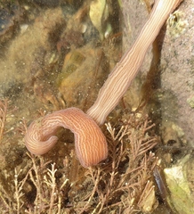 Baseodiscus delineatus