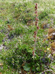 Micranthes hieraciifolia