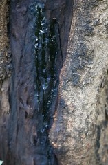 Pterocarpus marsupium