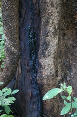 Pterocarpus marsupium