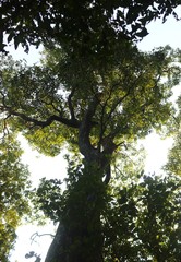 Pterocarpus marsupium