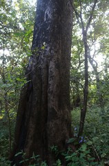 Pterocarpus marsupium