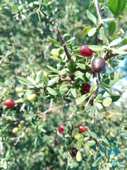Condalia montana
