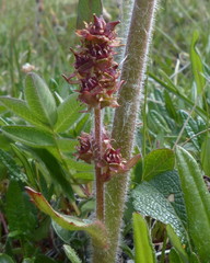 Micranthes hieraciifolia