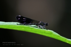 Aristocypha fenestrella