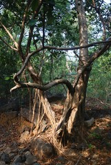 Ficus drupacea