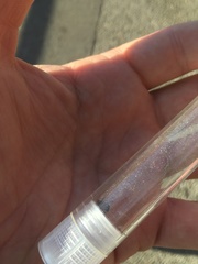 Prostemma sanguineum