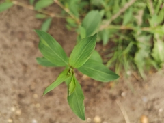 Angiospermae