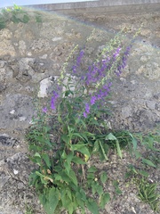 Campanula rapunculoides