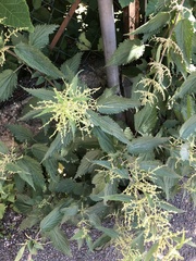 Urtica dioica