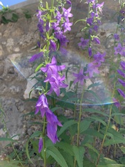 Campanula rapunculoides
