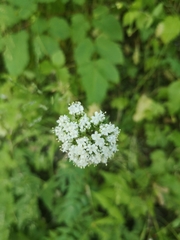 Valeriana officinalis